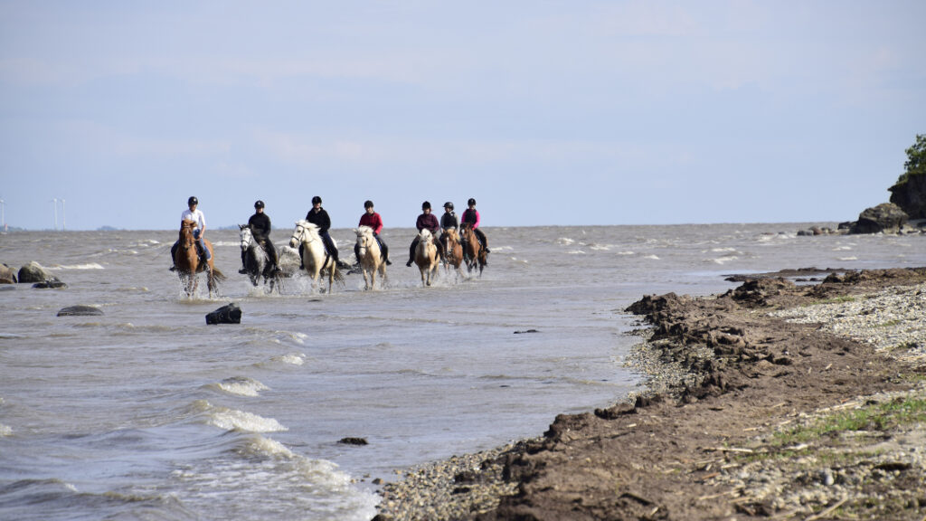 ratsastusloma Virossa